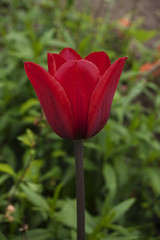 Red blossoming tulip flower on a brown stalk, close-up, on a green background