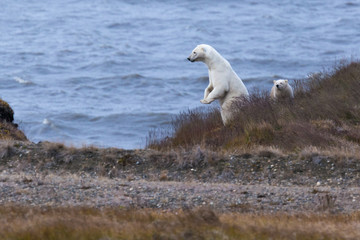 Polar Bear mother and cub