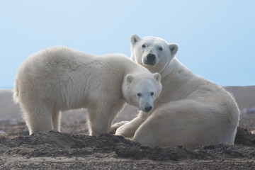 Obraz na płótnie Canvas Polar Bear mother and cub