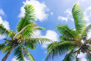 Photo sur Plexiglas Palmier Tropical scene palm trees and fronds, ocean and sky.