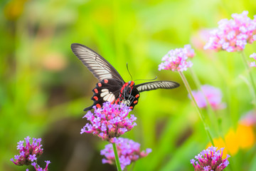 Beautiful Butterfly on Colorful Flower