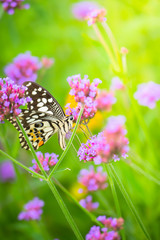 Beautiful Butterfly on Colorful Flower