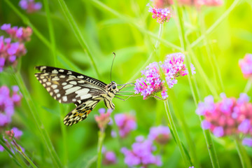 Beautiful Butterfly on Colorful Flower