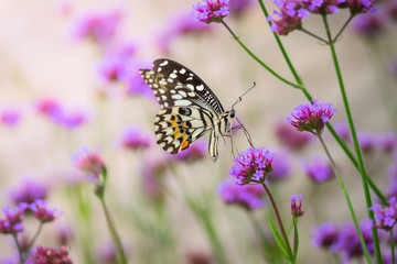 Beautiful Butterfly on Colorful Flower