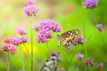 Beautiful Butterfly on Colorful Flower