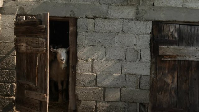 Goats in wooden stall 4K 2160p 30fps UltraHD footage - Animal Capra aegagrus hircus in the barn 3840X2160 UHD video