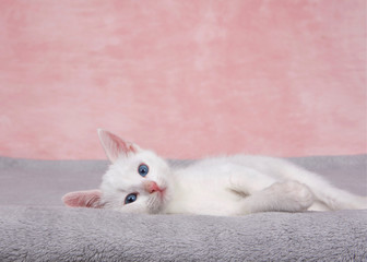 Small fluffy white kitten laying on a fluffy gray blanket looking directly at viewer. Textured...