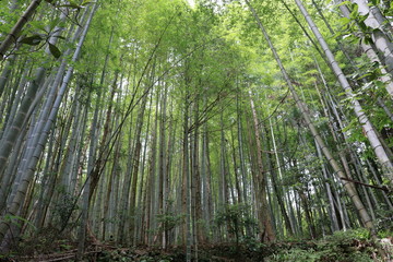 Naklejka premium 竹林と木々 高知市深谷