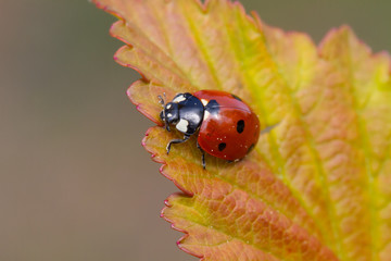 A Red and Black Ladybug sitting on a Colourful Leaf.