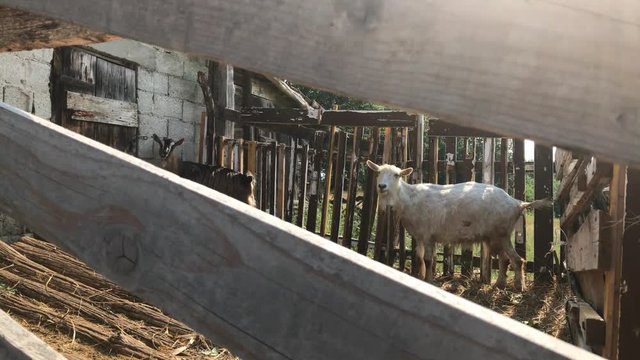 Animal Capra aegagrus hircus in the barn 4K 2160p 30fps UltraHD footage - Domestic goats in wooden stall 3840X2160 UHD video
