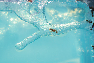 gel ant farm