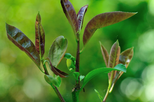 chinese tea roadleaf Holly leaf in growth at garden