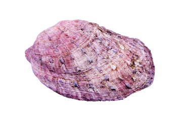 Violet sea shell on a white background