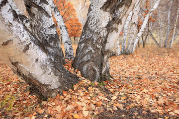 The autumn birch trees and leaves