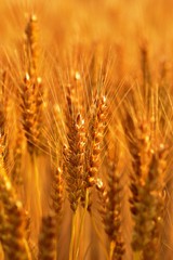 Glowing wheat in golden color
