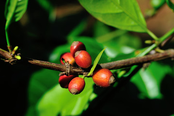 Coffee beans in growth on tree