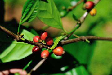 Coffee beans in growth on tree