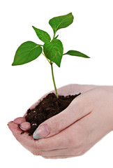 Small little plant in woman's hand
