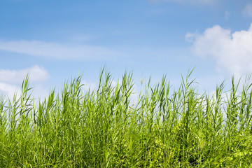 Green grass and blue sky