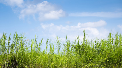 Green grass and blue sky