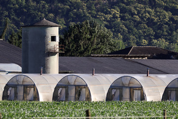Corn field in front of row of greenhouses and storage silos
