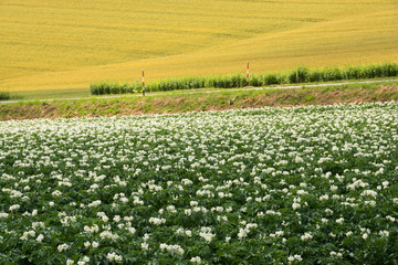 Fototapeta na wymiar 花が満開のジャガイモ畑と収穫前の麦畑