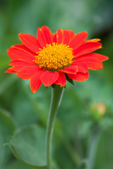 Mexican sunflowers