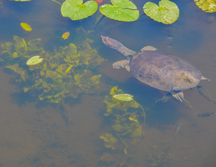 A florida softshell turtle (apalone ferox) swimming around lily pads in Largo, Florida.
