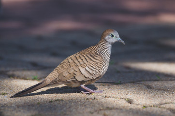 dove stand on concrete walk way in the park with shadow and sunlight.