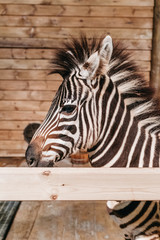 zebra in  stable