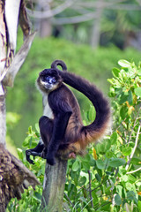 Gibbon Monkey Business