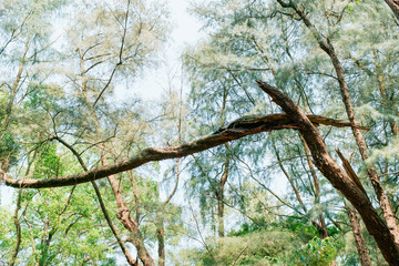 Fototapeta premium break off tree truck in forest