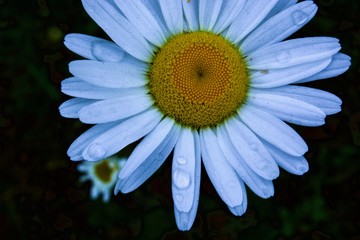 Fototapeta premium One camomile black background with water drops