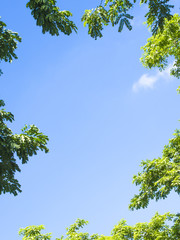 trees