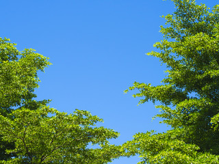 trees