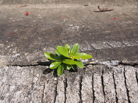 Single Ivy Based Plant Growing Out Of Urban Concrete