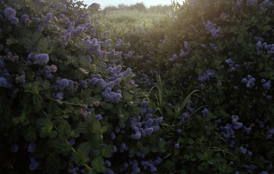 Purple plants with filtered light