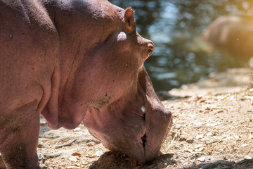 Hippopotamus in Thailand