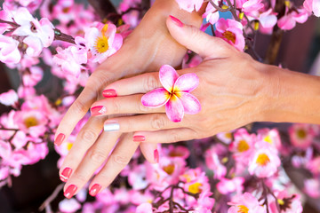 Plumeria frangipani flower in woman hand on a beautiful decorative pink sakura background