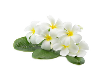 Tropical flowers frangipani plumeria isolated on white with clipping path