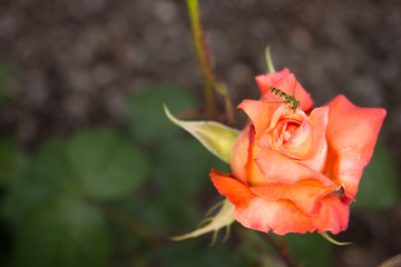 Fototapeta premium Episyrphus balteatus and a orange rose