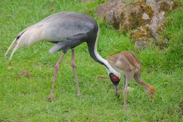 White-naped Crane, Antigone vipio, bird, mother and baby, juvenile