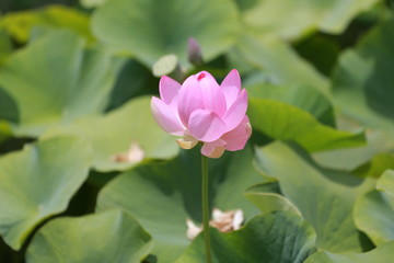 Obraz premium ピンク色の蓮の花