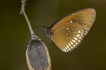 Obraz premium Image of a butterfly (Common Indian Crow) on nature background. Insect Animal