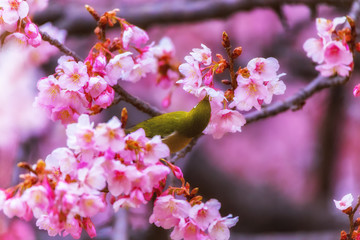 The Japanese White-eye and cherry blossoms. Located in Tokyo Prefecture Japan.
