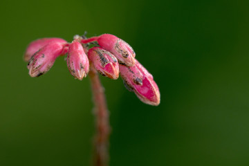 Image of a Wild Red Flowers on green background.