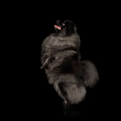 Furry Pomeranian Spitz Dog Standing on hind Legs Isolated Black Background, side view