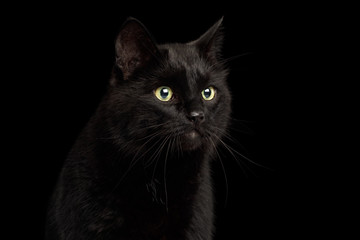 Fototapeta na wymiar Portrait of Curious Black Cat with Alert face on Isolated Dark Background, front view
