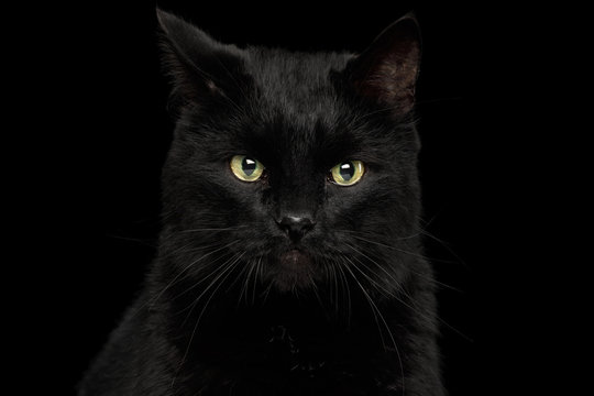 Portrait of Curious Black Cat with annoyed face on Isolated Dark Background, front view