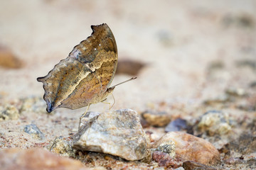 Image of a butterfly on nature background. Insect Animal (Lurcher.,Yoma sabina vasuki Doherty)